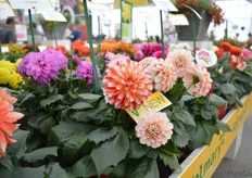 Dahlia 'Lubega Power Tricolor' is a red-yellow-white-colored novelty of the 'Lubega Power' series of Volmary. This Dahlia has large, densely filled flowers. Furthermore, it has a strong growth with firm, short stems and is early flowering.