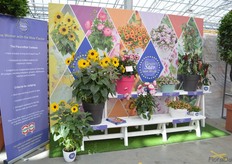 Also here at Kebol, the FleuroStar varieties were on display.