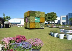 Nextdoor, at Royal van Zanten in Rijsenhout, Danziger, Varinova, Morel Diffusion, horteve breeding and of course Royal Van Zanten itself presented its products. In the garden the rubik's cube filled with Danziger's bidens varieties of the Timeless Family was the center piece.