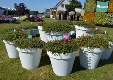 Portulaca PAZZAZ is a new series of Danziger. At the moment, this compact series consists of three varieties. The flowers open when they see sunlight, but even if their are closed you see color.