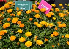 This Calendula Cheers Orange of Danziger is a new color to the Calendula series. Special about this variety is that it is mildew resistant.