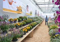 The perennials at Danziger.