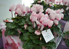 Victoria 50 Rose with eye of Morel Diffusion. The crown has the same color as the eye. This cyclamen is called Victoria 50 as 50 percent of the flowes have such a crown.