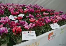 Two new Fantasia cyclamen (pink and red) were added to Morel Diffusions' Smartiz assortmnent, containing micro cyclamen.