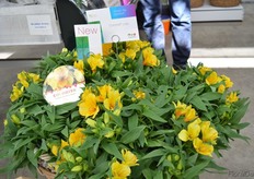 Colorita Lisa by Royal van Zanten is a new garden alstroemeria.