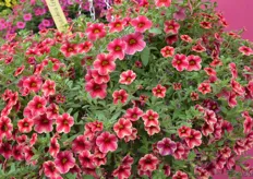 Calibrachoa Crave Strawberry Star by PanAmerican Seed. According to the breeder it is the only one grown from seed.