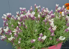 Lavendula Bandera Pink by PanAmerican Seed. The Lavendula, grown frow seed, is the younger sister of Bandera Purple, a variety that has one the Fleuroselect Gold. Besides that it is known for its many flowers and vigourous branching.