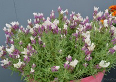 Lavendula Bandera Pink by PanAmerican Seed. The Lavendula, grown frow seed, is the younger sister of Bandera Purple, a variety that has one the Fleuroselect Gold. Besides that it is known for its many flowers and vigourous branching.