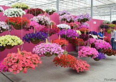 Petunia's at PanaAmerican Seed.