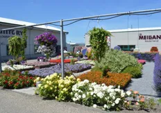Hishtil, Cohen, Jaldety, Dalina Genetics, Butterfly Garden, Hassinger, VWS and Prudac gathered at MNP flowers in Leimuiderbrug to showcase their varieties.
