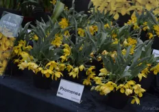 Promenea Mini by Hassinger is a small orchid with yellow coloured hanging flowers. This orchid is not a new introduction, but a popular 'golden oldie'.