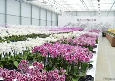 Hassinger orchids.