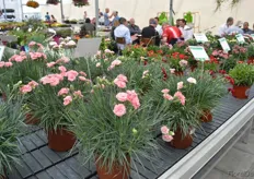 The Dianthus is new in Histhils' assortment. Various introductions were seperated in 5 groupes. The pink Dianthus in the patio series flowers earlier than the classic garden dianthus and spread a typical smell.