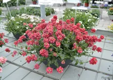 Diascia Morning Mist Basket Red by Cohen has big flowers and grows vigourously.