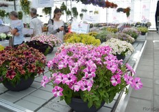 Petunia Happy Giant Pink Mix by Cohen is a new colour in their petunia assortment.