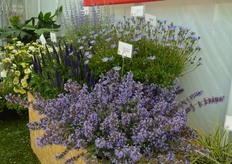 Purissian Blue by Cultivaris. This nepeta was introduced two years ago, is compact and flowers blue. The plant is also very bee friendly.