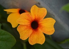 Thunbergia alata Orange Diverse by Jaldety.