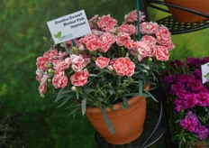 Dianthus Devine Bicolour Pink Improved is bred by Breier and the unrooted cuttings are sold by Channel Island Plants in Europe.
