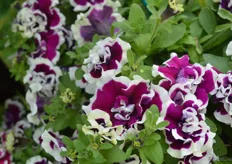 Petunia Tumbelina Bella, bred by Kerley & Co and presented by Channel Island Plants. According to jackson, Kerley & Co were the first breeders to create a double flowering Petunia. This bella is a new one.