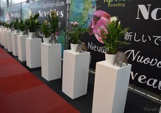 The curcuma varieties highlighted