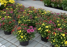 Multi-color is hot and happening. Consumers like it a lot, but it is not all that easy. Flowers have to blossom at the same time, stems should have the same length etc. These mini-santini's are genetically identical, except for the color of course.