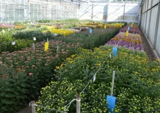On the photo one can see 4 beds of cut chrysanthemums. All is double (2x2): one part is planted in week X, the other beds a couple of weeks later. It's a matter of risk management: depending on weather conditions, blooming might be too early or too late