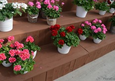 The Calliope Dark Red, the first variety in Calliope launched seven years ago