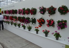 All sizes and colors of the Calliope on display