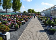 To enter the location, one passes through this colorful garden.