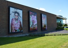 Sion Orchids is know for its marketing campaigns. In the Westland area, the company is situated on one of the major access roads. One cannot miss these enormous billboards, which are changes twice per year.