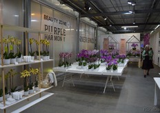 One of the things Sion excels at, is finding connections between the plants and different theme's and moods