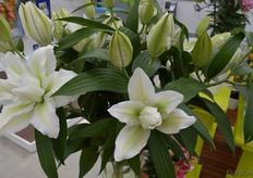 The pollen free lily is breaking ground. For that matter, Van der Bos Flowerbulbs, one of the Dutch major bulb companies, is one of the specialists.