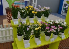 Beside lilies, Van der Bos is also doing calla's and freesias. On of the highlights is this freesia breed, which stays compact without adding anything