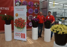 Menno Straver en Jasper Heemskerk, Sakata. The Profusion Series are there for 20 years, but only now a strong, power- and flower full red has been added.