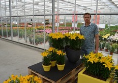 Peter van der Weteringen, Lily Looks. The Tiny Rangers is a easy to grow, fresh-yellow tinted pot lily with bigger flowers than its immediate predecessors.