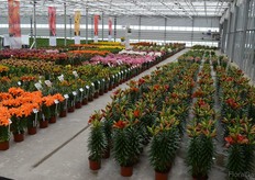 The showkas at Lily Looks