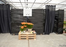 At Lily Looks, they build a labyrinth in which guests on their way encountered new varieties and questions regarding the assortment. In this way, the company hoped to get some insights in consumers preferences