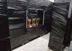 Peak in de labyrinth