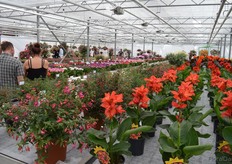 The fuchsia is, by far, the number one plant at Hendriks. On the right one can see some Cannasol plants, which are part of the Greenworks assortment. Next to peonies, the do have quite an assortment of both cut flowers and plants.