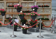 At P vd Haak Handelskwekerij the pelargonium took center stage.