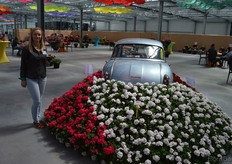 Dorota Gawron, P vd Haak Handelskwekerij. In the large presentation room (actually the processing area), about 150 pelargonium varieties were highlighted. The assortment is managed in close cooperation with Florensis.