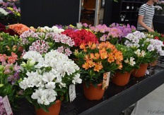 Also within potted Alstroemeria, progress has been made in making the flowers more compact. As can been seen in the Inticancha-series, stems hardly make any length