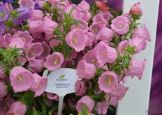 At the same location - the facilities of Takii Europe, in De Kwakel, a village close to Amsterdam, the airport Schiphol and the auction facilities of FloraHolland - Dutch breeding company Evanthia presented some novelties as well. One of them: a remarkably shaped Campanula