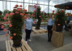 Sarah Dodsworth and Georgie Moody, Thompson & Morgan. Among others, the company presented three new varieties in its wild rose assortment.