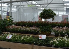 The Ruby Ann in one of the recent highlights at ABZ