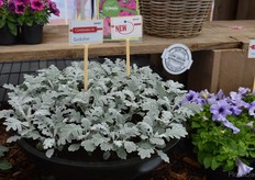 Watch is: this plant is exactly the same one as --->