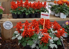 ...this one. HemGenetics is mostly known for its comapct varieties, as is this Quicksilver variety