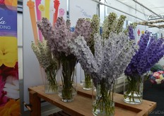 Agriom is mostly known for its hydrangea's. The assortment however, is much bigger. It consists, for example, also out of these pretty delphinium flowers.