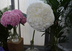 "We know this sort will never make it", says Edo, "but look at it, it's an amazing flower". This flower, a cut hydrangea, must be about a foot wide!"