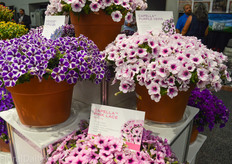 Capella Petunia's of Danziger.